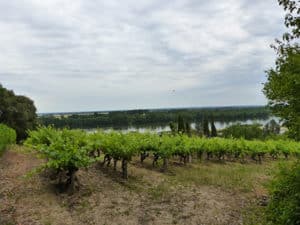 Vignoble et Loire au Thoureil